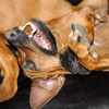 Kuschelalarm...