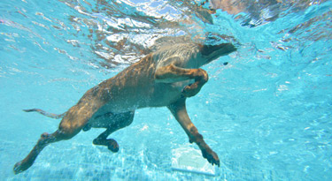 Awalani schwimmt wirklich super, das hat er in den vergangenen Wochen gelernt!
