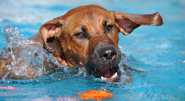 Wasserratte!