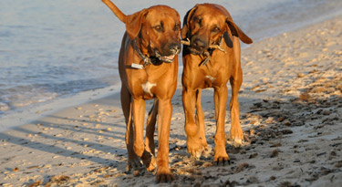 Doppelpack!