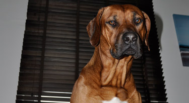 Hübscher Ridgeback Bua - unser Awalani!