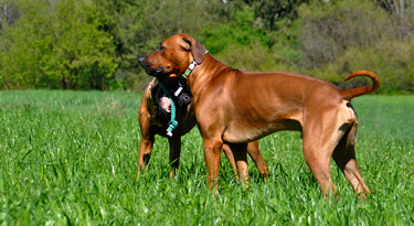 Das Dreamteam - Rhodesian Ridgeback Awalani und Anyawu