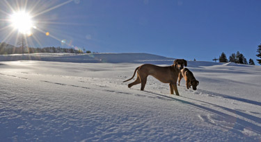 Rekordschnee am Nassfeld 4,10 Meter! Unglaublich ein faszinierendes Winterwonderland zum Bestaunen und toben!!