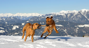 Traumhaftes Wetter am Nassfeld in Hermagor! Anyawu und Awalani toben im Schnee...