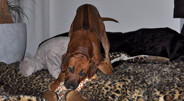 Awalani liebt seine Stofftiere und ganz besonders dann wenn sie neu sind! *g*