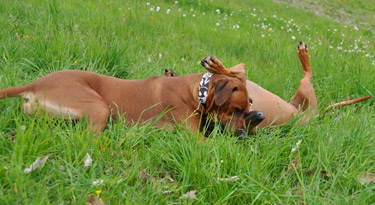 Kuschelalarm...