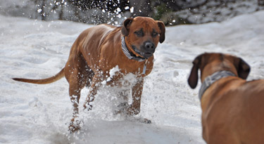 Am Poludnigsteig queren immer wieder grosse Schneefelder unseren Weg... unsere beiden Süssen haben eine Menge Spass!