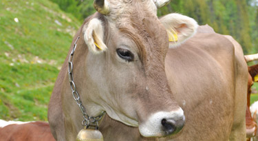 Massgeblich beteiligt am leckeren Käse... *g*