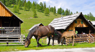 Auf der Dellacher Alm...