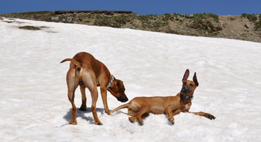 Ich hätte nie geglaubt, dass Rhodesian Ridgebacks - die afrikanischen Löwenhunde - so auf Schnee stehen...