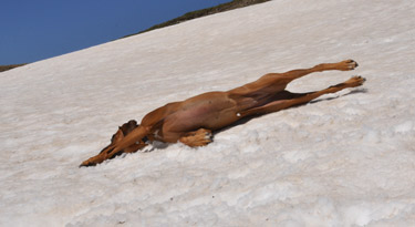 Anyawu rodelt am Schnee abwärts... coole Abkühlung, die noch dazu Spass macht!