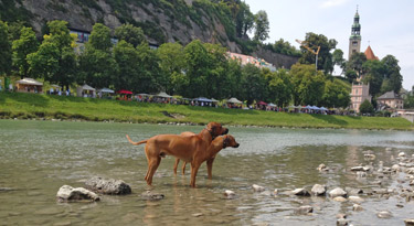 Kleine Abkühlung in der Salzach... das gefällt den Beiden!
