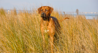 Awalani in den Dünen von Lignano