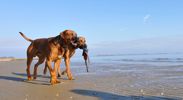 Dreamteam am Strand von Sabbiadoro