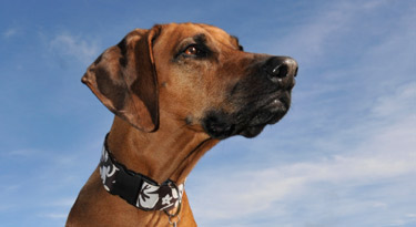 Anyawu - unser hübsches Ridgeback Mädchen