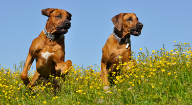 Awalani und Anyawu am Sprung