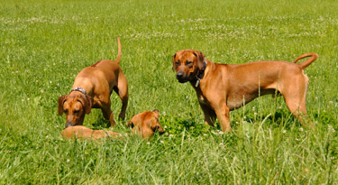 Anyawu, Ridgebackfreundin Kira (liegt) und Awalani