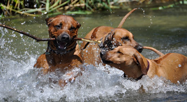 Wasserspaß...von links Awalani, Anyawu und Ridgebackfreundin Kira