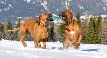 Spass im Schnee am Nassfeld