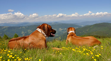 Unsere beiden Süßen genießen anscheinend auch den Ausblick... und legen auch gleich eine kurze Pause ein ;)