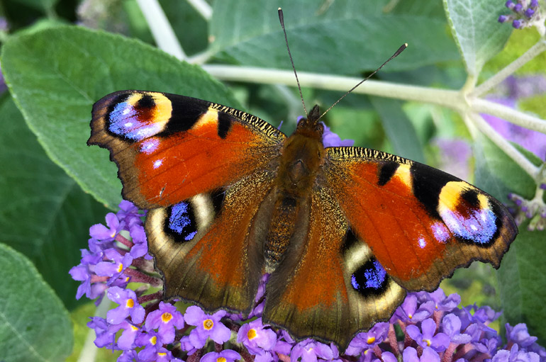 Ein farbenprächtiger Schmetterling hat es sich auf unseren Schmetterlingsstrauch gemütlich gemacht