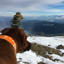 Awalani hat sein Herrchen fest im Blick