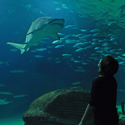 Haie beobachten im L'Oceanografic