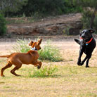 Bolt und Anyawu sind schon dicke Freunde!