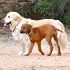 Estrella, Anyawu und Wilma... schon ziemlich müde vom Toben!