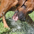 Eine willkommene Abkühlung die Sprinkleranlage im Garten...