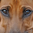 Schau mir in die Augen Baby...