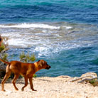 Hier gefällt´s mir besonders gut... gleich sind wir am Strand!