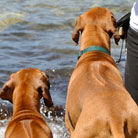 Neben mir steht eine 2 jährige Ridgebackhündin, die wir zufällig auf unseren Spaziergang getroffen haben...
