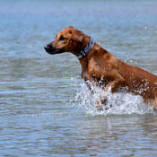 Eine richtige Wasserratte - unser Ridgy Baby!