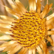 Eine karge Distel... trotzdem schön anzusehen!