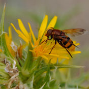 Die fleissigen Bienen sind unterwegs...