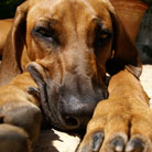 RR - Relax Ridgy!