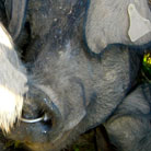 Die schwarzen Schweine von Mallorca... echt süss und später dann sehr würzig! ;)