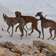 Fino, Ole und ich am Strand von Es Trenc...