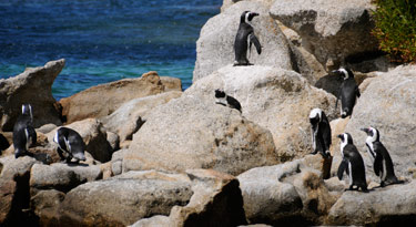 Wir haben es genossen die Pinguine zu beobachten... an Land wirken sie eher tollpatschig, dafür sind sie aber excellente Schwimmer und Taucher!