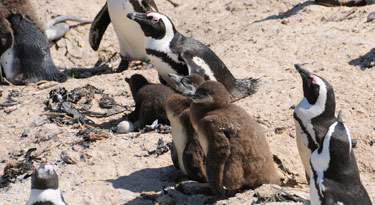 Die Pinguine fühlen sich am Boulders Beach anscheinend richtig wohl, denn es gibt reichlich Nachwuchs...