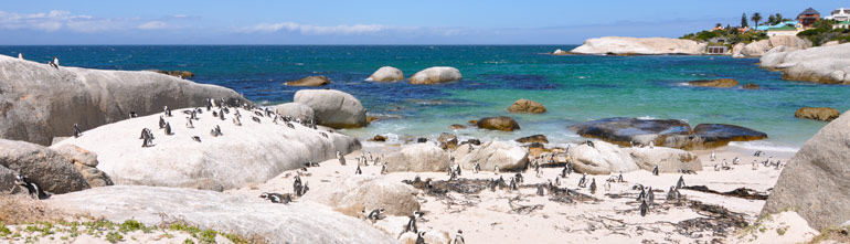 Am Boulders Beach tummeln sich ziemlich viele Brillenpinguine...