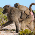 Huckepack!