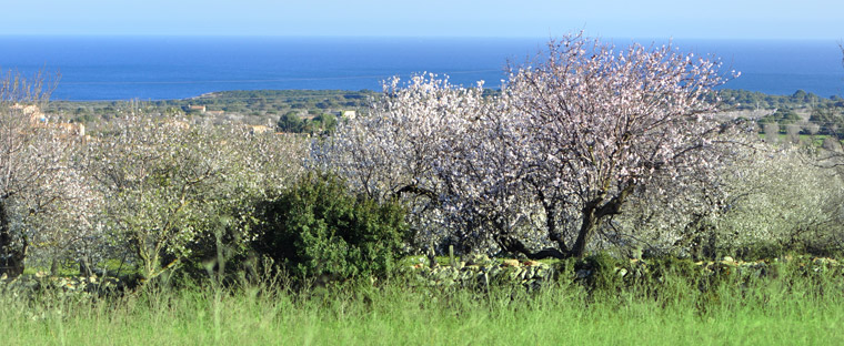 Schöne Kontraste auf der Insel... die Mandelblüte ist voll im Gange!