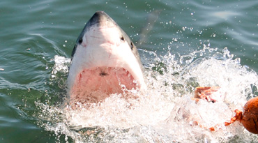 Immer wieder schiesst er aus dem Wasser um die Beute zu fangen, es ist wie ein Spiel und unsere Crew weiss wie sie ihn bei Laune hält!