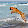 Von wegen - Ridgeback's mögen kein Wasser... ja schon - aber nur wenn es von oben kommt! *fg*