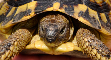 Eine mallorquinische Landschildkröte... Richtung Strand über den Weg gelaufen!