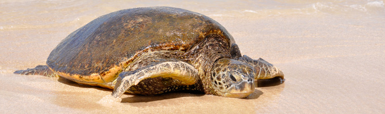 Scheinbar ist es ein Kraftakt für die Schildkröte an Land zu kommen... sie stört sich überhaupt nicht an uns!