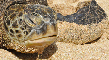 Am Laniakea Beach am North Shore sehen wir jedes Mal Schildkröten... im Wasser und am Strand!