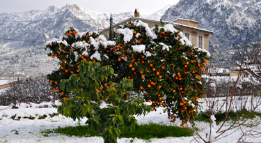 Ein Farbklecks in der mallorquinischen Winterlandschaft...